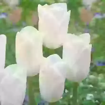 Royal Virgin